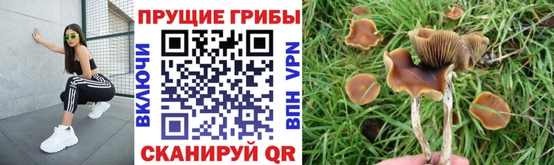 Галлюциногенные грибы мухоморы kraken ссылки Кимры где продают наркотики